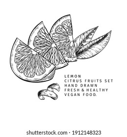 Hand drawn lemon slices and leaf. Engraved vector illustration. Sour citrus exotic plant. Summer harvest, jam or cocktail vegan ingredient. Menu, package, cosmetic, food design