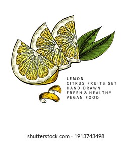 Hojas de limón dibujadas a mano y hojas. Ilustración vectorial grabada. Planta exótica de cítricos ácidos. Cosecha veraniega, mermelada o ingrediente vegano de cóctel. Menú, paquete, cosmética, diseño de alimentos