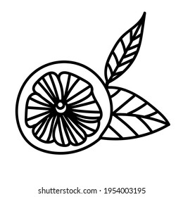 Hand drawn  of lemon, slices of lemon. Vector illustration, isolated sketches, linear graphic design. Black and white image of fruit. Stock illustration.