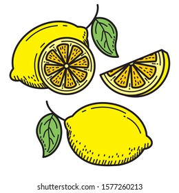 Hand drawn lemon vector illustration isolated on white background.