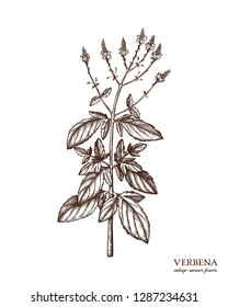 Hand drawn lemon verbena illustration. Detailed retro style sketch. Vintage tea herbs drawing. Vector element for labels, packaging and cards design. Botanical.