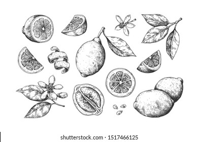 Hand Drawn Lemon. Vintage Citrus Slices Blossom And Fruits, Lemon And Lime Pencil Outline Sketch For Juice Labels. Vector Engraving Illustration Summer Food Set