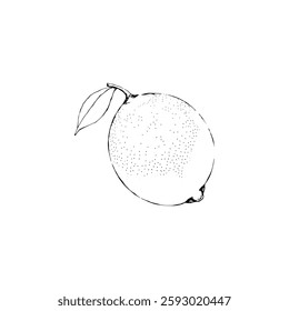 Hand drawn lemon vintage illustration. Engraving style black and white on white backgrounds. Vector