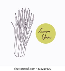 Hand drawn lemongrass branch with leaves isolated on white. Hand drawn spicy herbs. Doodle cooking ingredient for design. Hand drawn seasoning. Vector illustration
