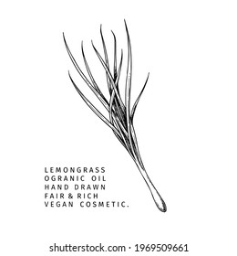 Hand drawn lemongrass branch. Vector floral engraved illustration. Cosmetic and medical essential oil. Healthcare, beauty ingredient. Cosmetic package design, medicinal herb, treating, aromatherapy