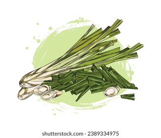 Hand drawn lemongrass plant, colored sketch vector illustration isolated on white background. Green chopped lemongrass, cooking and cosmetics ingredient.