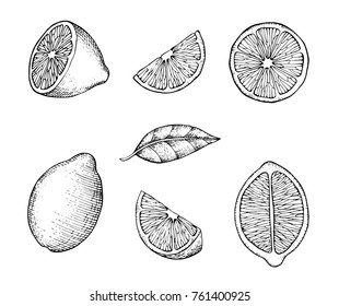 Hand drawn lemons with branch, lemon blossom, citrus slices and leaves. Citrus organic slice illustration on white background. For your web design.