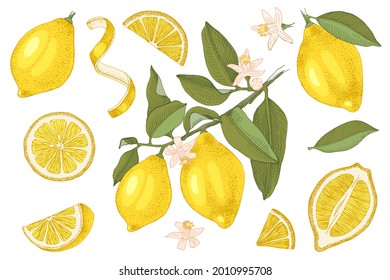 Hand drawn lemons collection. Blooming branch with ripe fruits, slices, half of lemon, lemon peel and leaves. Hand drawn vector illustration.