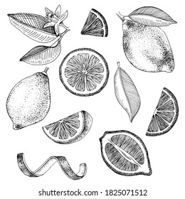 Colección de limones dibujados a mano - frutas, rodajas, mitad de limón, cáscara de limón y hojas. Ilustración vectorial dibujada a mano.