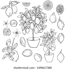 Hand drawn lemons. Fruits, flowers and trees in pots. Vector sketch  illustration.