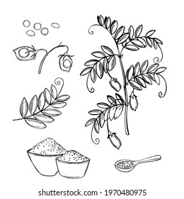 Hand Drawn Lentil Plant. Vector Sketch  Illustration.