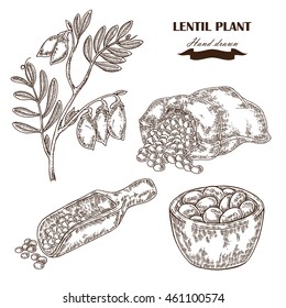 Hand drawn lentil plant. Wooden scoop with beans. Vector illustration