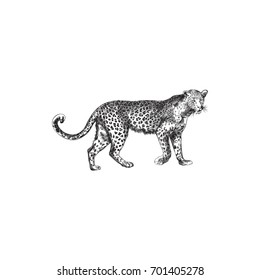 Hand Drawn Leopard Sketch Symbol. Vector Tiger Element In Trendy Style.