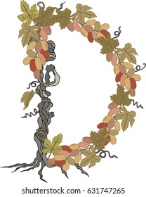 Hand drawn letter "D" with grapes. Grapevine. Isolated on white background. Vector.