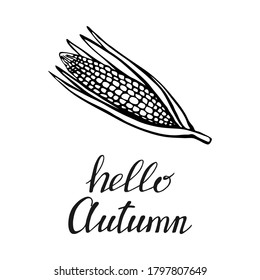 Hand drawn lettering with decorative elements, corn. Text "Hello Autumn" on the white background. Vector illustration. Perfect for prints, flyers, banners, invitations