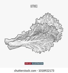 Hand drawn lettuce isolated. Template for your design works. Engraved style vector illustration.