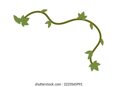 Hand drawn liana jungle vine Vector illustration