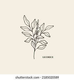 Hand drawn licoroce branch illustration