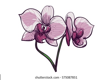 Hand drawn lilac orchids, two beautiful flowers