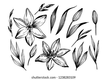 Lily Flower Drawing Tattoo