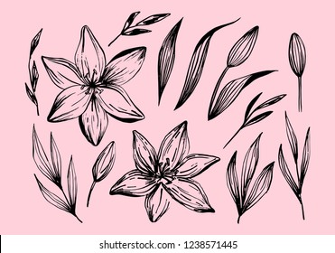 Hand Drawn Lilies Flowers Isolated On A Pink Background. Lily Flower. Vector Illustration For Tattoo Sketch, Floral Background, Greeting Card, Wedding Invitation , Birthday, Mother's, Valentine's Day