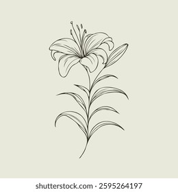 Hand drawn lilies sketch, lily buds flower, set of flowers vector, illustration outline, botanical black and white line art, lineart leaves and stems in engraving style
