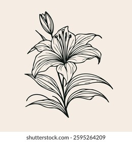 Hand drawn lilies sketch, lily buds flower, set of flowers vector, illustration outline, botanical black and white line art, lineart leaves and stems in engraving style