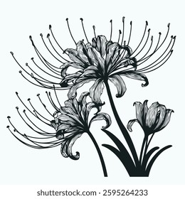 Hand drawn lilies sketch, lily buds flower, set of flowers vector, illustration outline, botanical black and white line art, lineart leaves and stems in engraving style