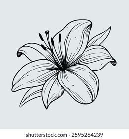 Hand drawn lilies sketch, lily buds flower, set of flowers vector, illustration outline, botanical black and white line art, lineart leaves and stems in engraving style