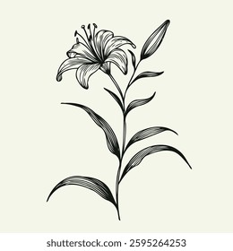 Hand drawn lilies sketch, lily buds flower, set of flowers vector, illustration outline, botanical black and white line art, lineart leaves and stems in engraving style