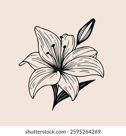 Hand drawn lilies sketch, lily buds flower, set of flowers vector, illustration outline, botanical black and white line art, lineart leaves and stems in engraving style