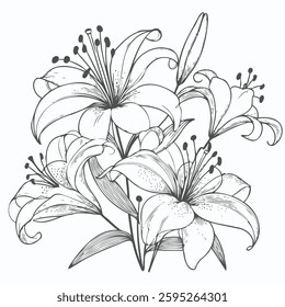 Hand drawn lilies sketch, lily buds flower, set of flowers vector, illustration outline, botanical black and white line art, lineart leaves and stems in engraving style