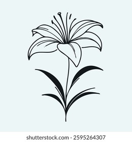 Hand drawn lilies sketch, lily buds flower, set of flowers vector, illustration outline, botanical black and white line art, lineart leaves and stems in engraving style