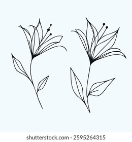 Hand drawn lilies sketch, lily buds flower, set of flowers vector, illustration outline, botanical black and white line art, lineart leaves and stems in engraving style