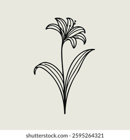 Hand drawn lilies sketch, lily buds flower, set of flowers vector, illustration outline, botanical black and white line art, lineart leaves and stems in engraving style