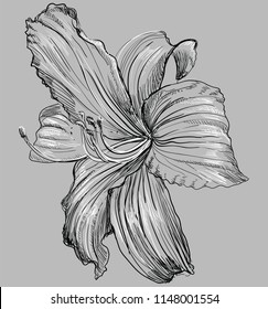 Hand drawn Lilium flower. Vector monochrome illustration isolated on grey background.