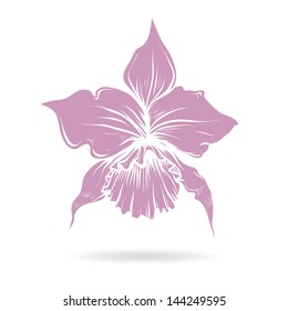 Hand drawn lilly flower