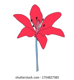 Hand drawn Lilly  flower. Vector Illustration EPS10