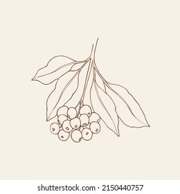 Hand drawn lilly pilly illustration. Sketch Australian native plant.  svg