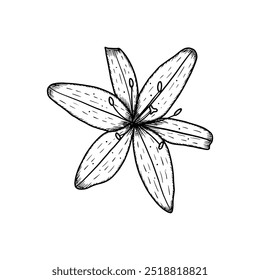 Hand drawn lily bud. Vector illustration