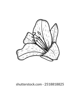Hand drawn lily bud. Vector illustration