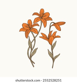 ilustração de ramos de flor de lírio desenhado à mão
