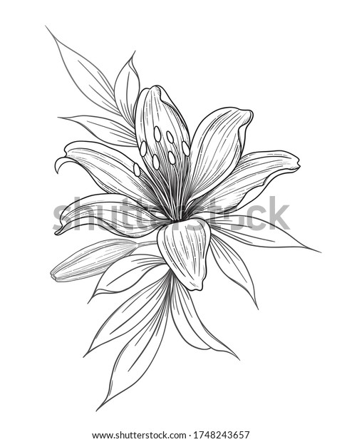 Hand Drawn Lily Flower Bud Leaves Stock Vector Royalty Free 1748243657