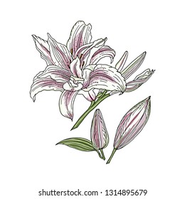 Hand drawn lily flower with buds on a white background. Linear graphics, sketch.