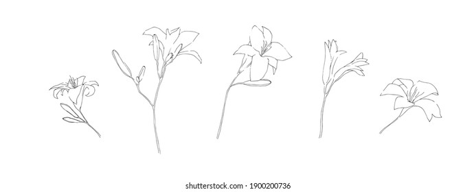 Hand drawn lily flower collection. Set of outline daylilies painted by ink. Black isolated garden sketch vector on white background. Herbal decorative print elements.
