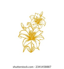 Hand drawn lily flower. Lily flower line art vector illustration