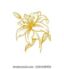 Hand drawn lily flower. Lily flower line art vector illustration