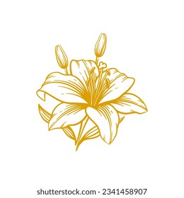 Hand drawn lily flower. Lily flower line art vector illustration