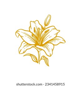 Hand drawn lily flower. Lily flower line art vector illustration