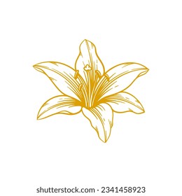 Hand drawn lily flower. Lily flower line art vector illustration